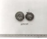 Click for 1 image(s) for this accession. FRUIT